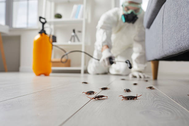 Post-Treatment Bed Bug Interceptor Monitoring in New Haven